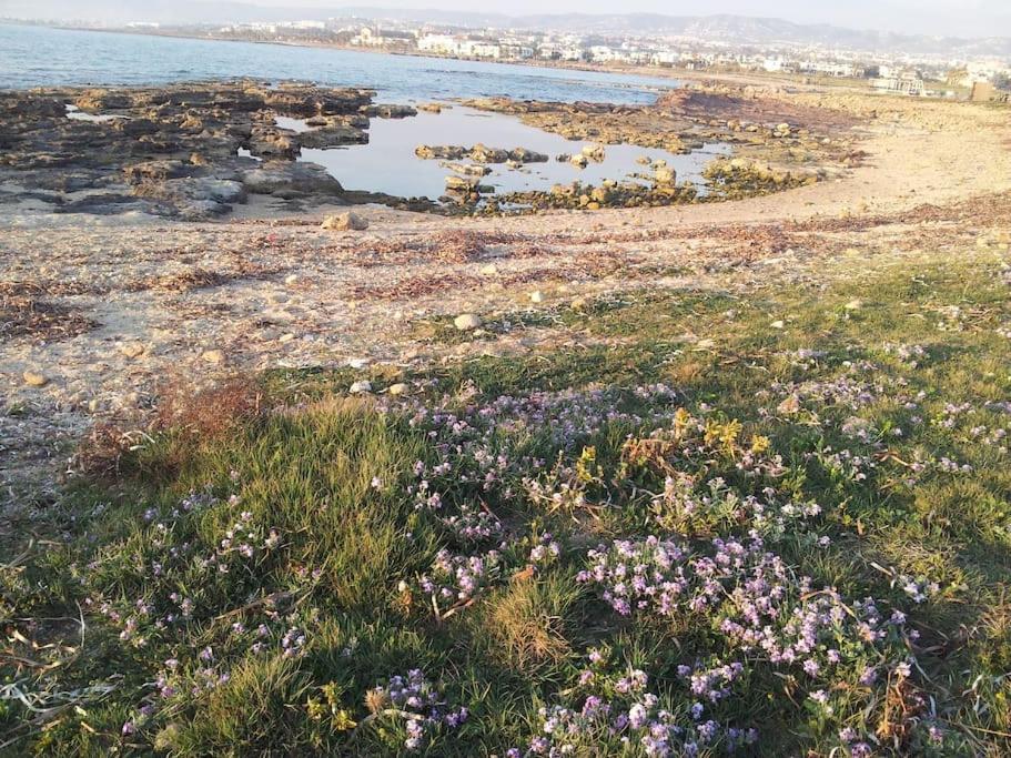 A Stone'S Throw From Everything Pafos Dış mekan fotoğraf